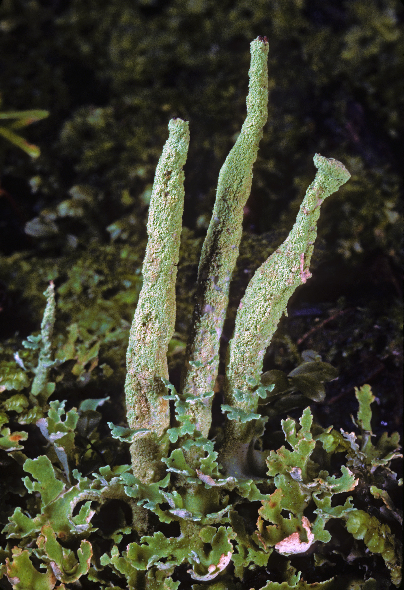 Cladonia ochrochlora image