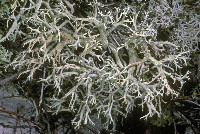 Cladonia pachycladodes image