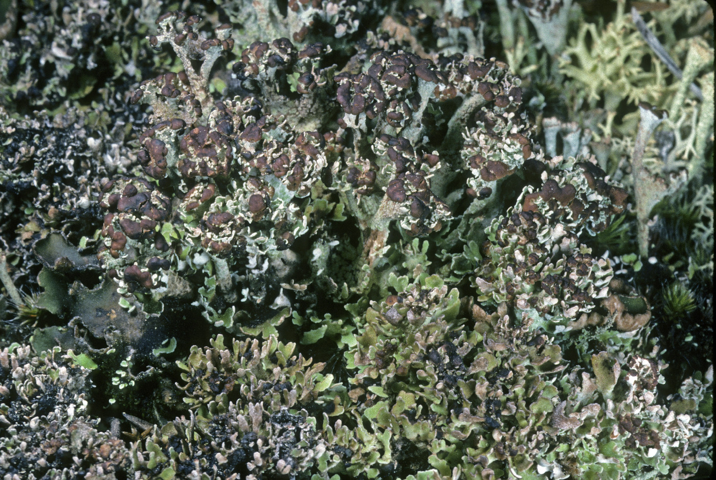 Cladonia phyllophora image