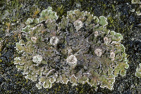 Image of Cladonia pocillum