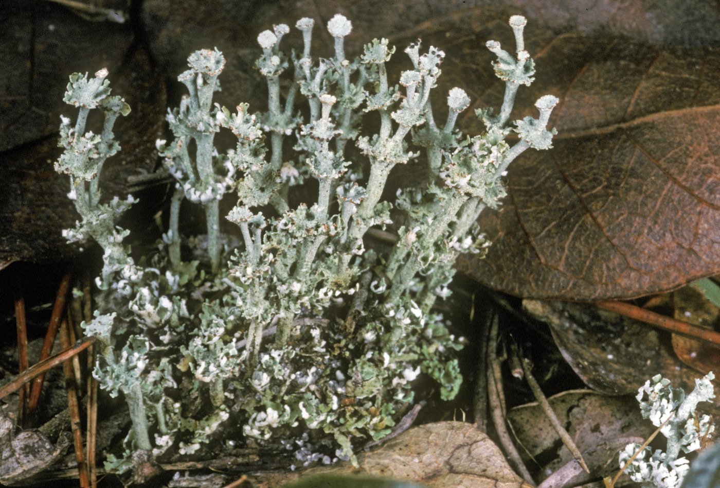 Cladonia rappii image