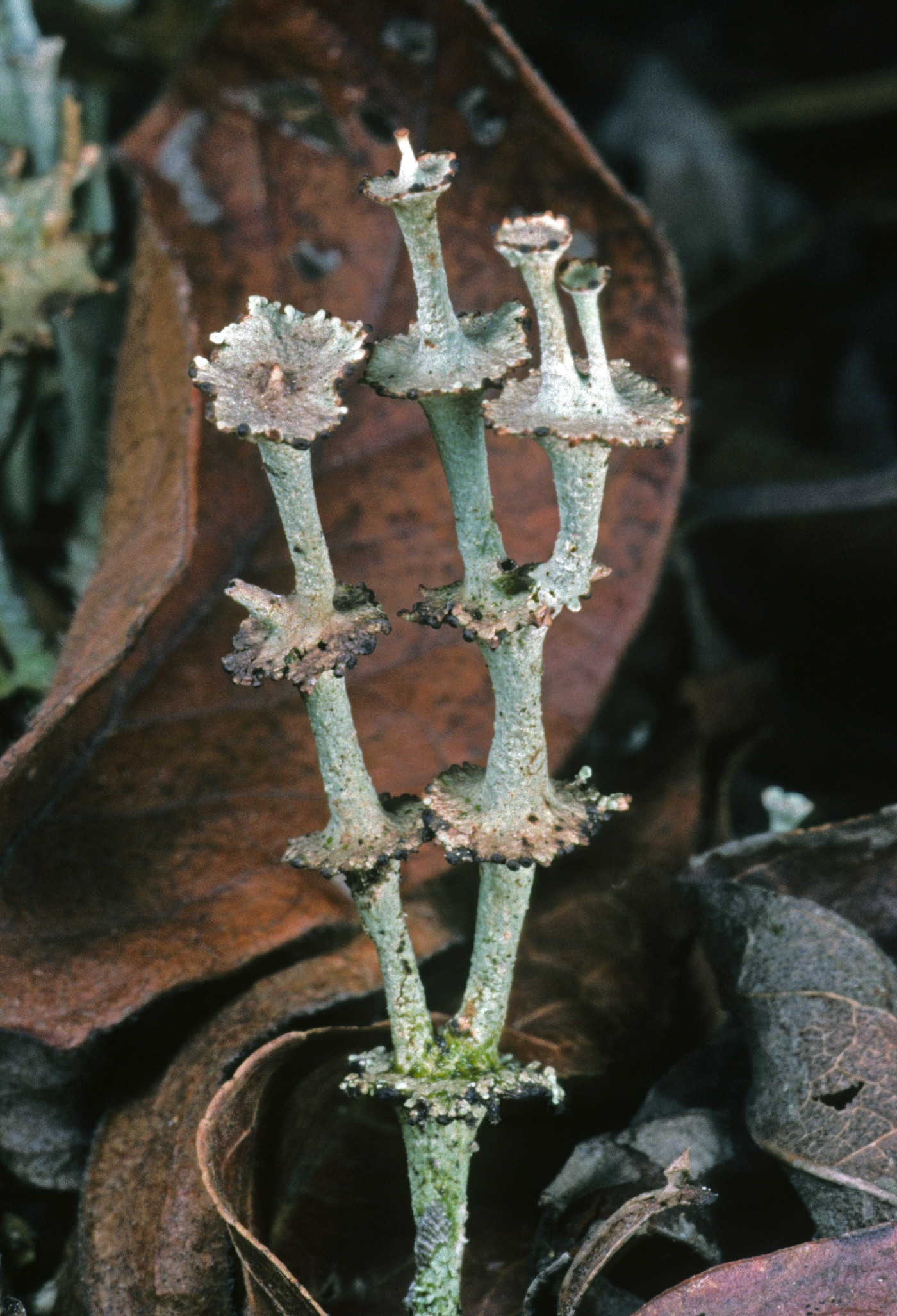 Cladonia rappii image