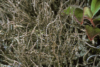 Image of Cladonia singularis