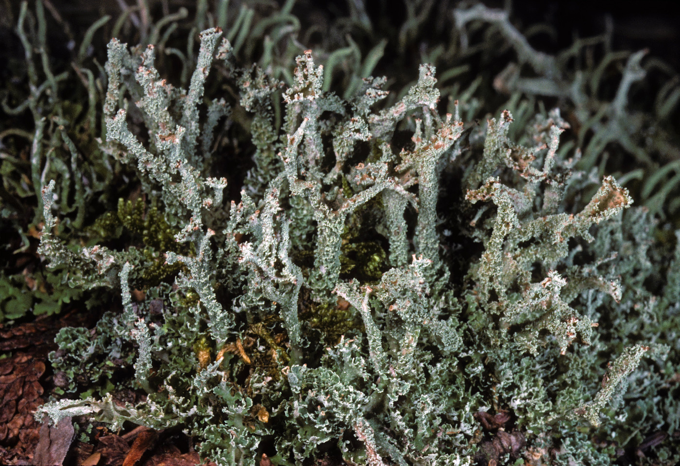 Cladonia squamosa image