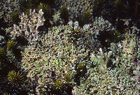 Cladonia strepsilis image