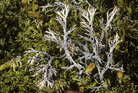 Cladonia stygia image