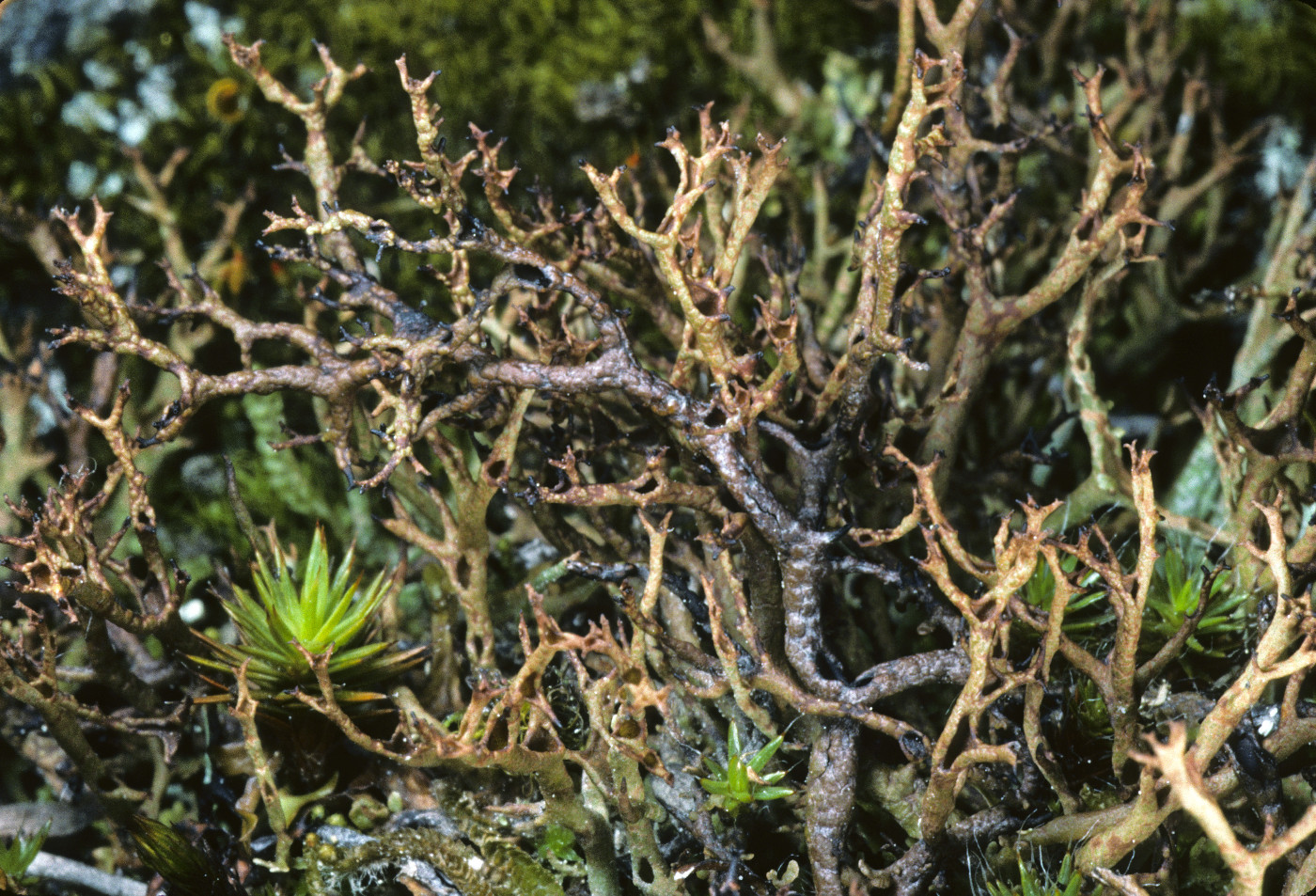 Cladonia subfurcata image