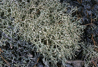 Cladonia subtenuis image