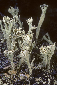 Cladonia sulphurina image