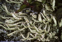 Cladonia sulphurina image