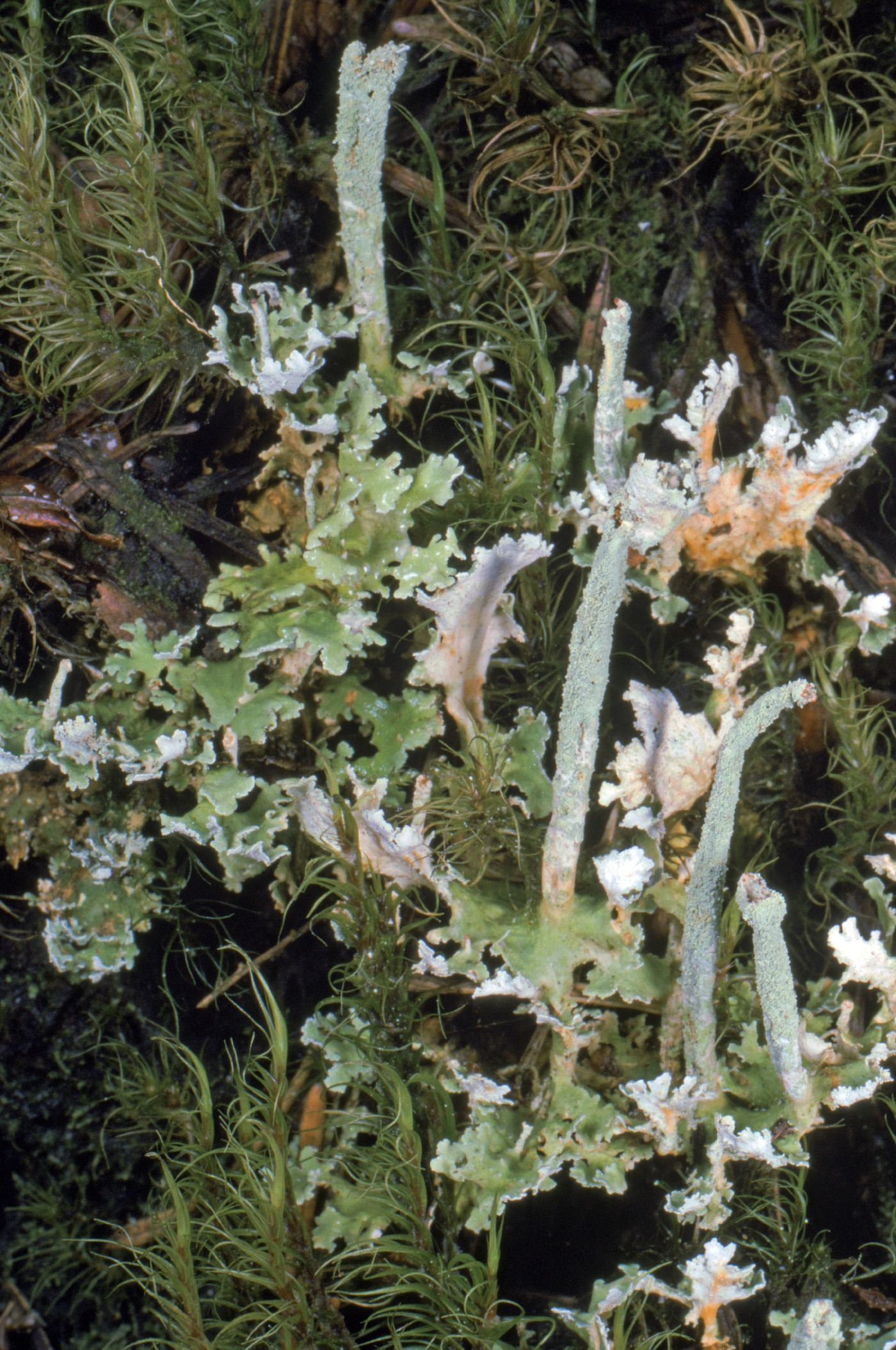 Cladonia umbricola image