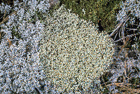 Image of Cladonia pseudostellata
