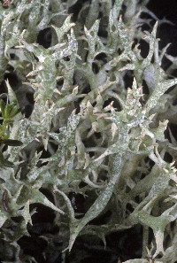 Cladonia uncialis image