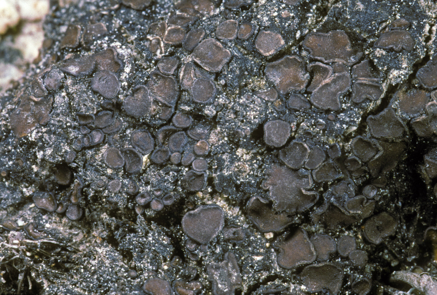 Clavascidium image