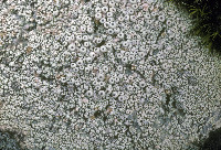 Image of Coccotrema maritimum