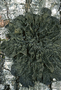 Collema furfuraceum image