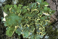 Crocodia aurata image