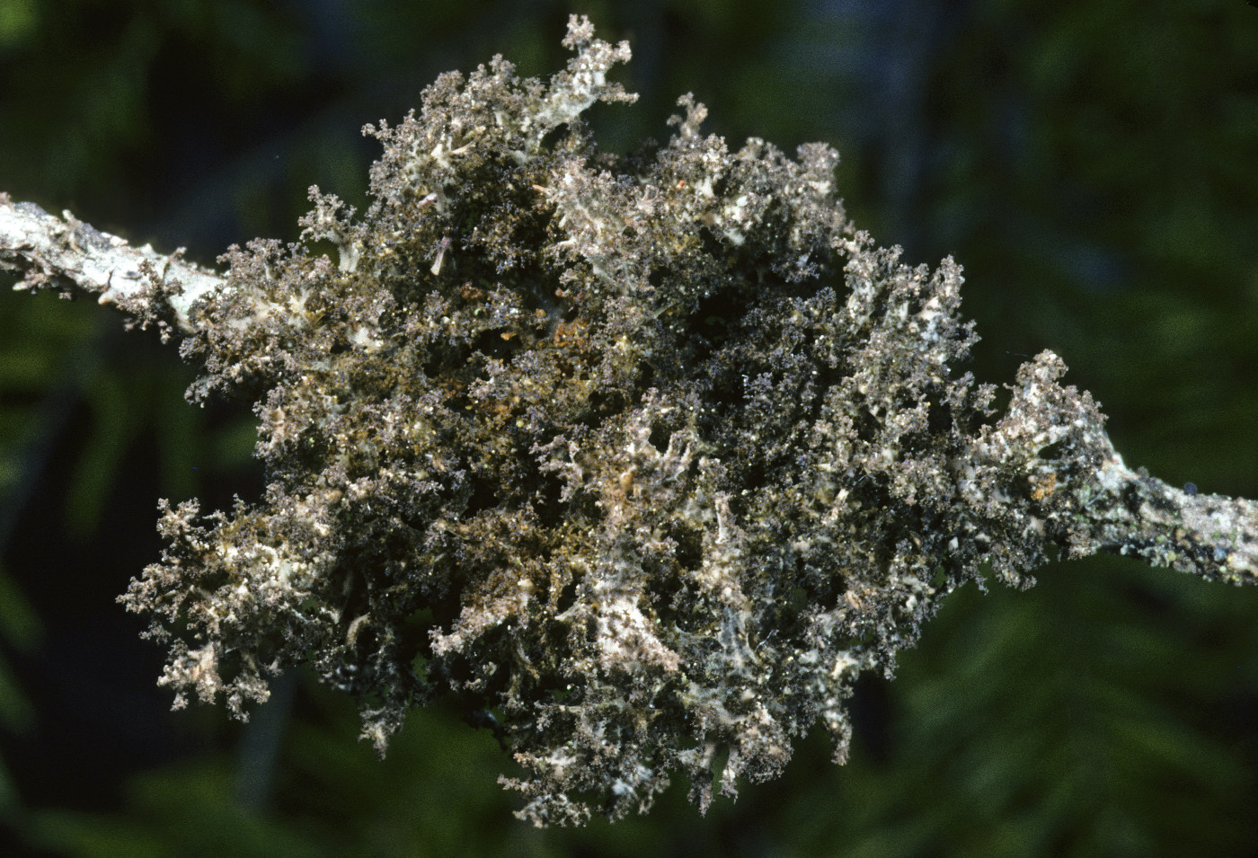 Dendriscocaulon intricatulum image