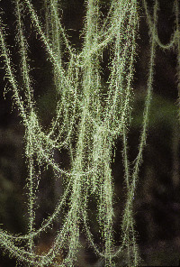 Image of Dolichousnea longissima