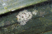 Image of Echinoplaca intercedens