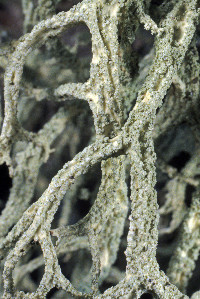 Evernia mesomorpha image