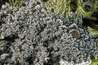 Image of Fuscopannaria laceratula