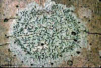 Image of Graphis handelii