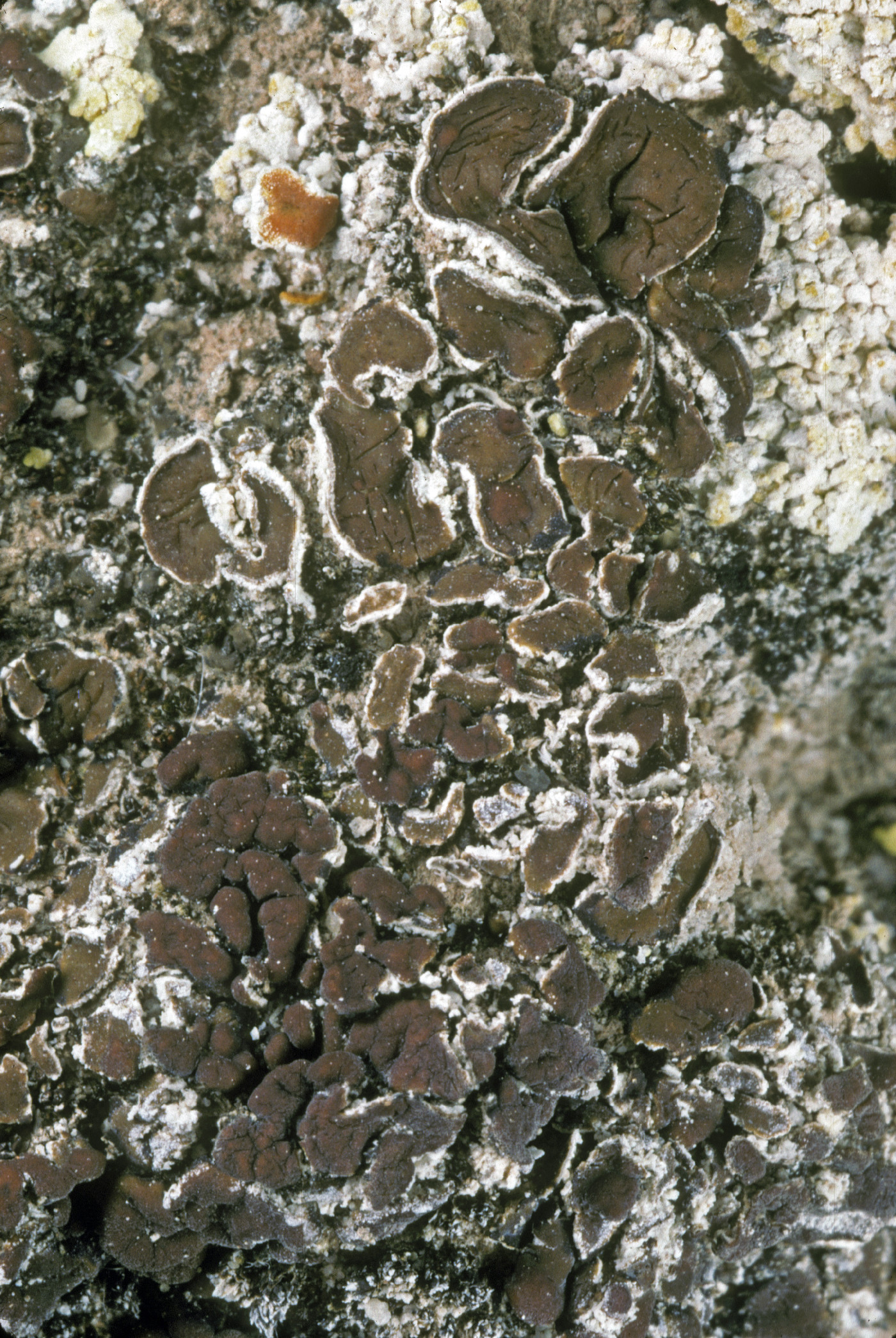 Gypsoplaca macrophylla image