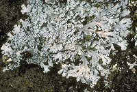 Image of Polyblastidium casarettianum