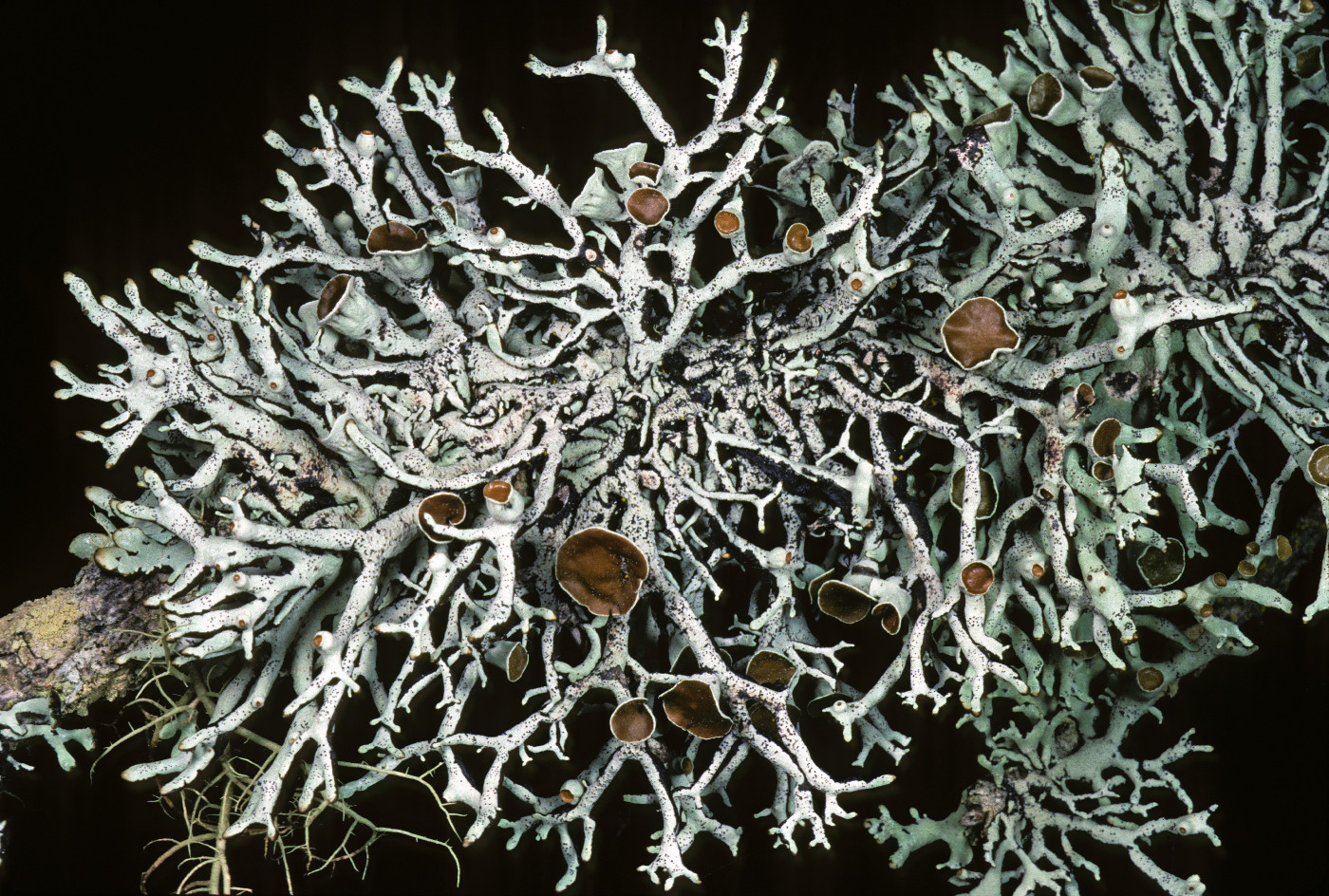 Hypogymnia heterophylla image