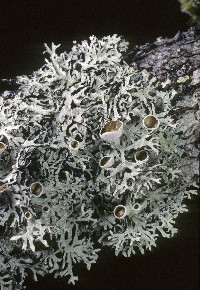 Hypogymnia lophyrea image