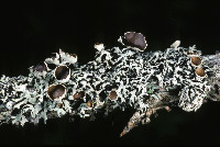 Hypogymnia lophyrea image