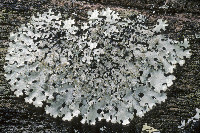 Hypotrachyna (Parmelinopsis) image