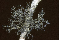 Kaernefeltia californica image