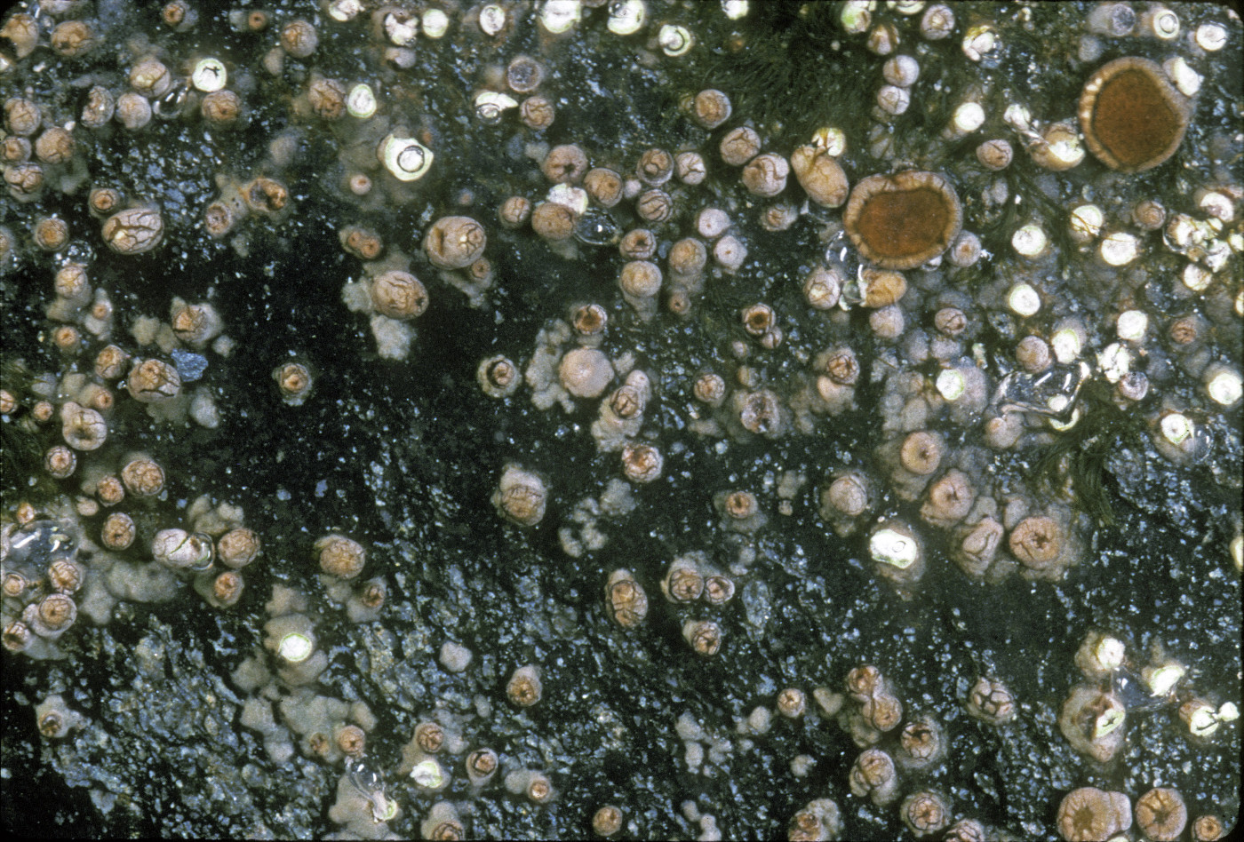 Koerberiella wimmeriana image