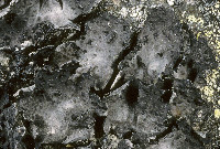 Umbilicaria pensylvanica image