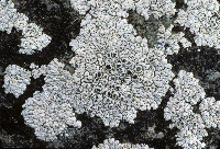 Lecanora albocaesiella image