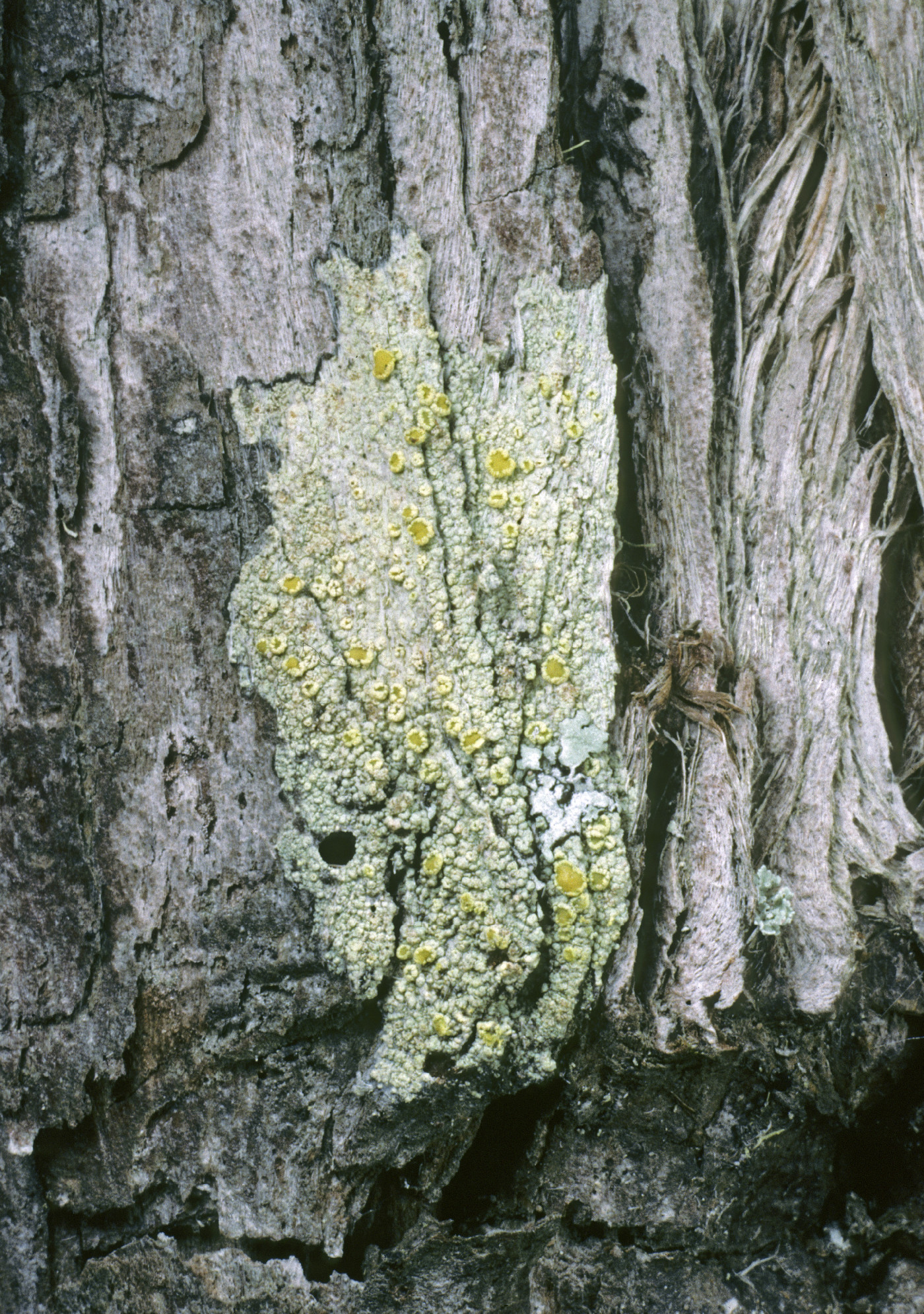 Lecanora cupressi image