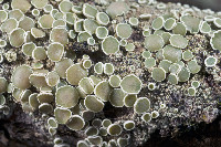 Lecanora demosthenesii image