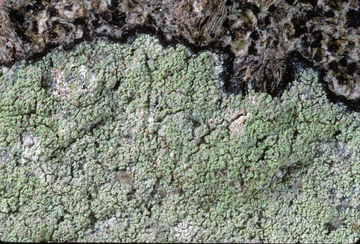 Lecanora farinaria image