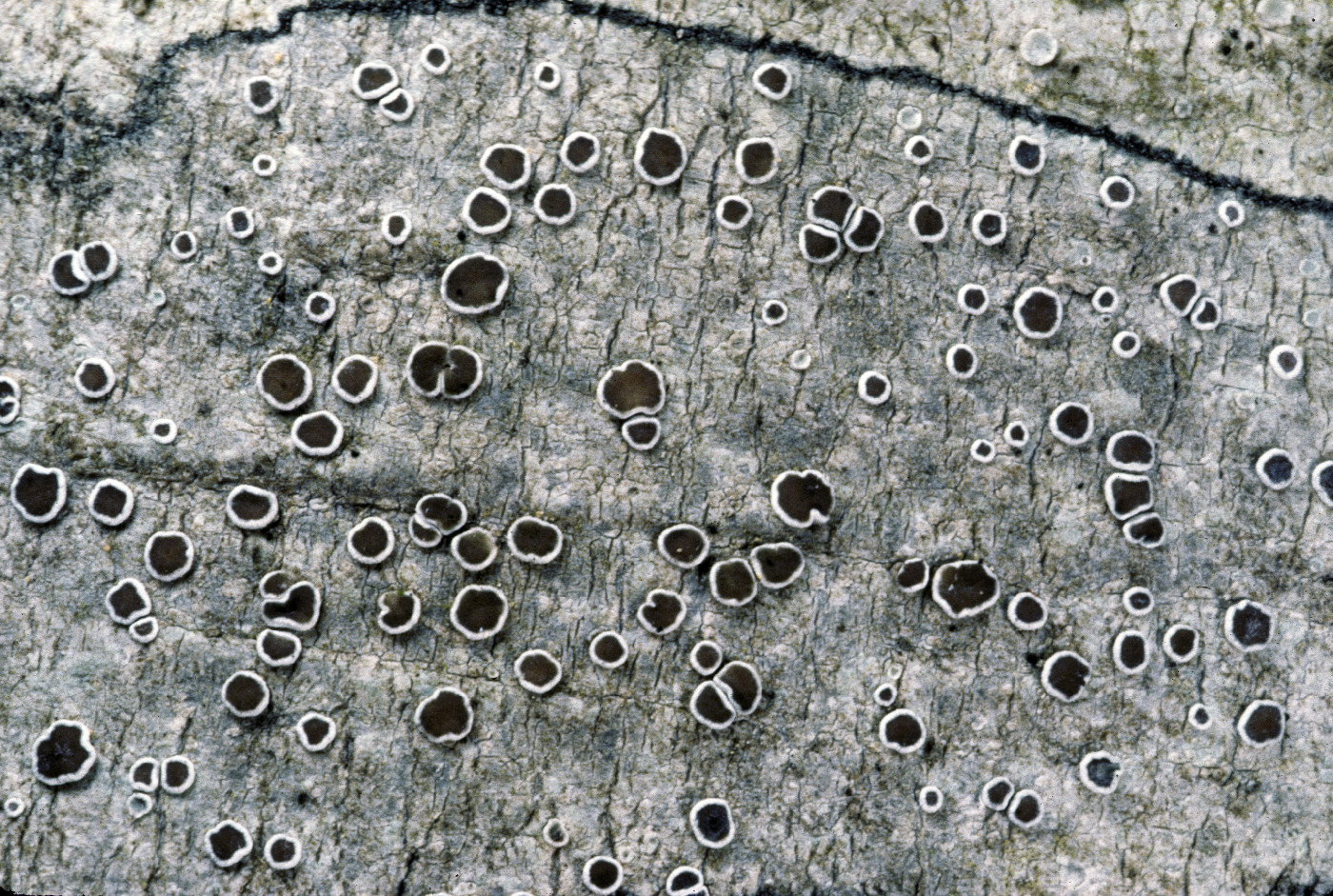 Lecanora intumescens image