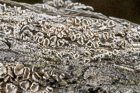 Lecanora pacifica image