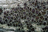 Lecanora xylophila image