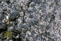 Image of Lecidoma demissum