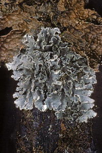 Leioderma sorediatum image