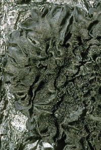 Leptogium pseudofurfuraceum image
