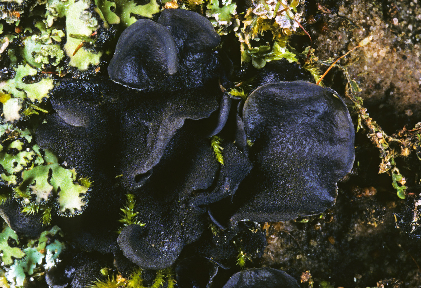 Leptogium saturninum image