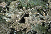 Lobaria pulmonaria image