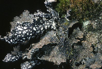 Lobaria retigera image