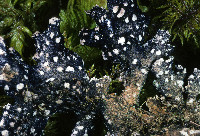 Lobaria retigera image